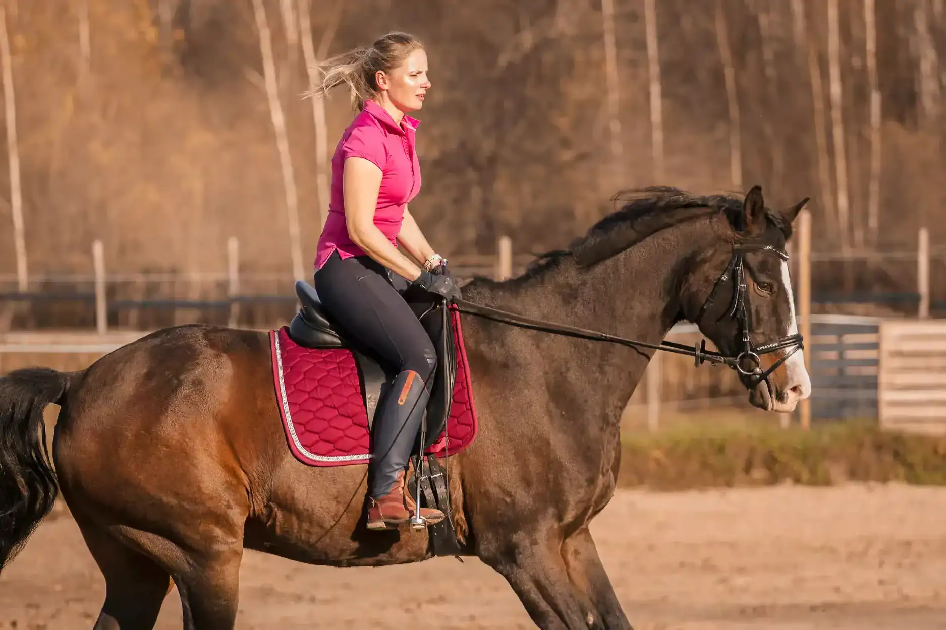 andra hästsport webbplats design ippeas 2